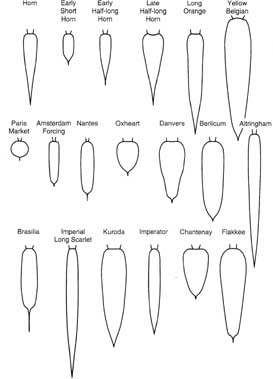 Typical shapes of a diverse collection of carrot cultivars